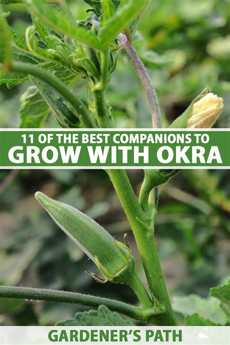 good companion plants for okra