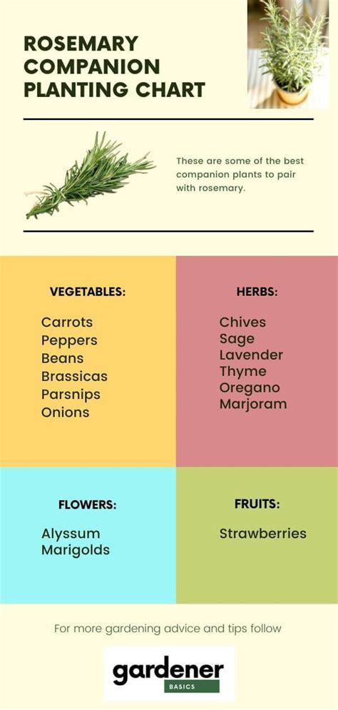 Companion Plants for Rosemary: Enhancing the Beauty of Your Garden