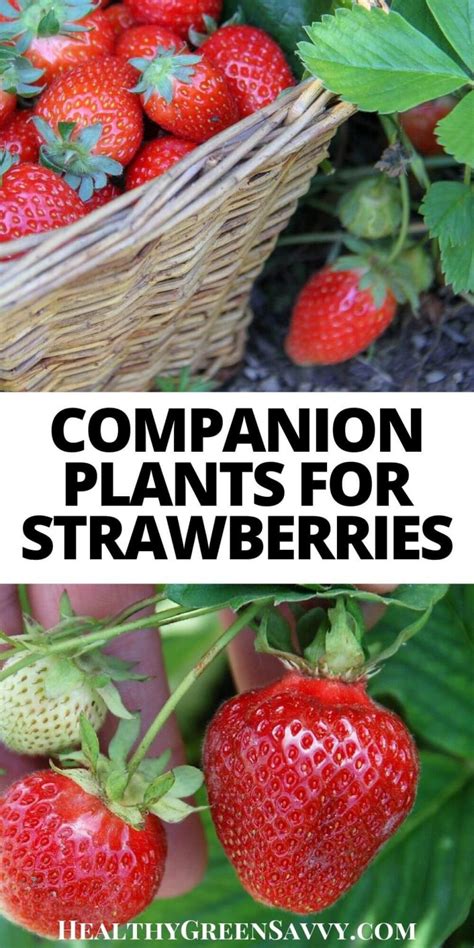 good companion plants for strawberries