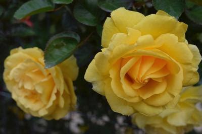The Beauty of Good Day Sunshine Climbing Rose