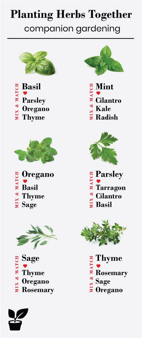 good herbs to plant together