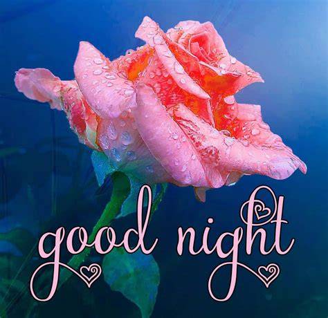 good night rose flowers