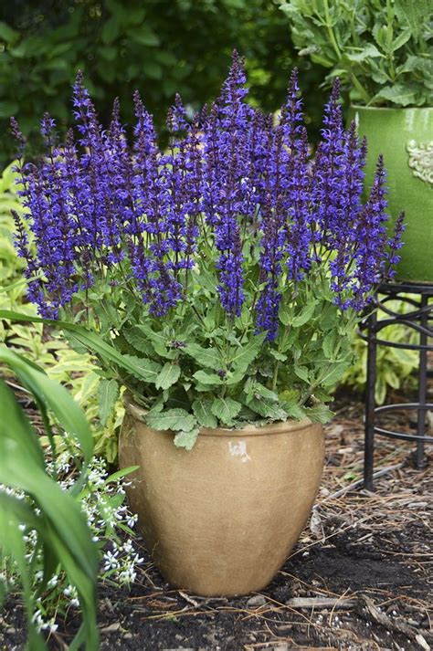 good perennials for pots