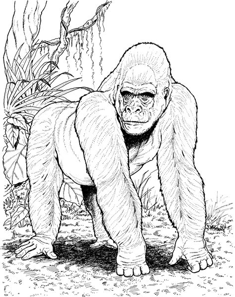 gorilla coloring page printable