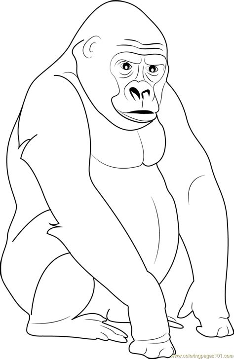 gorilla coloring pictures