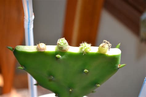 grafted cactus types