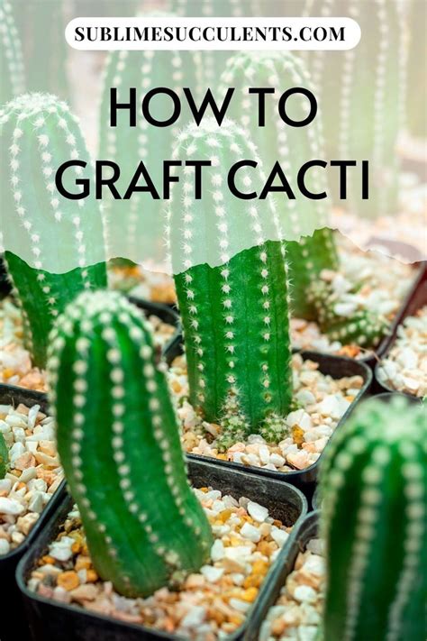 grafted cactus types