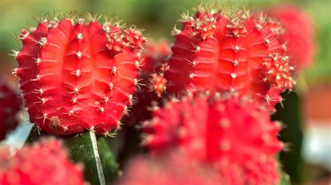 grafted moon cactus care