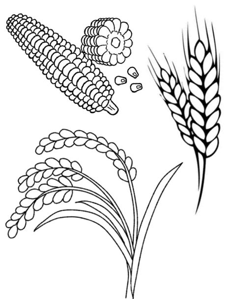 grains coloring pages