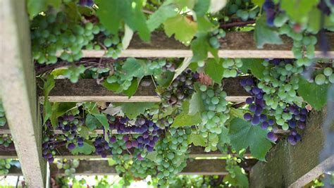 grape companion plants