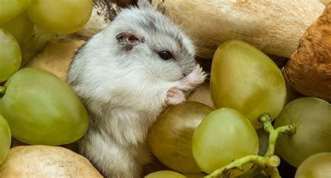 grape for hamster