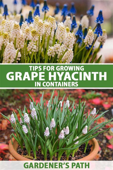 grape hyacinth in containers