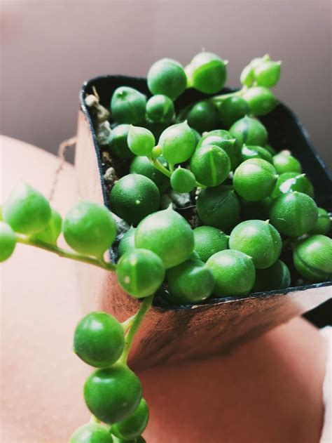 grape succulent