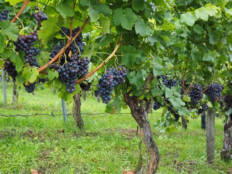 Exploring the Wonders of Grape Vine