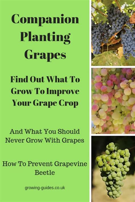 grape vine companion plants
