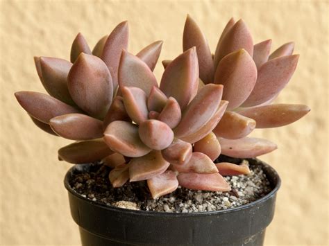 graptosedum