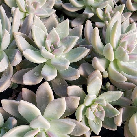 graptosedum ghosty