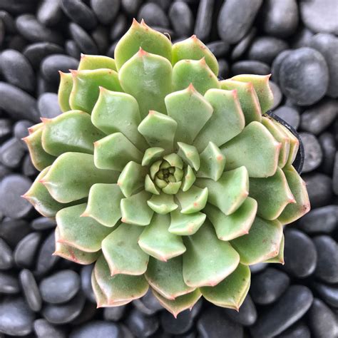 graptoveria