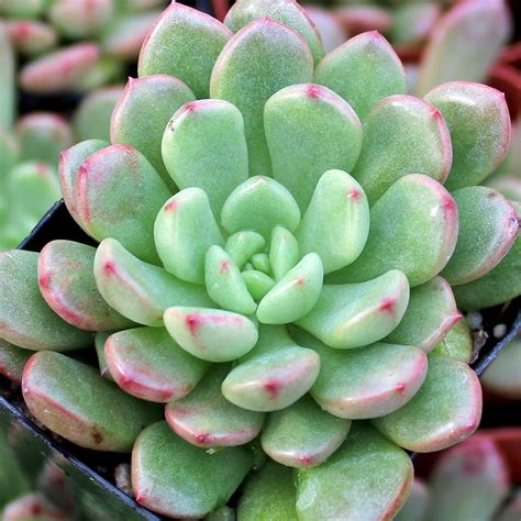 graptoveria bashful