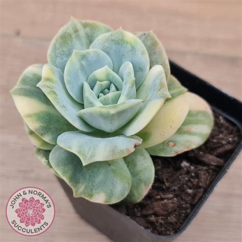 graptoveria lovely rose