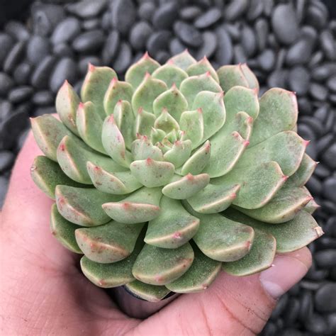 graptoveria olivia