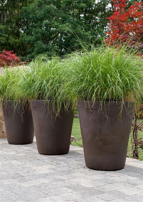 grass plants for pots