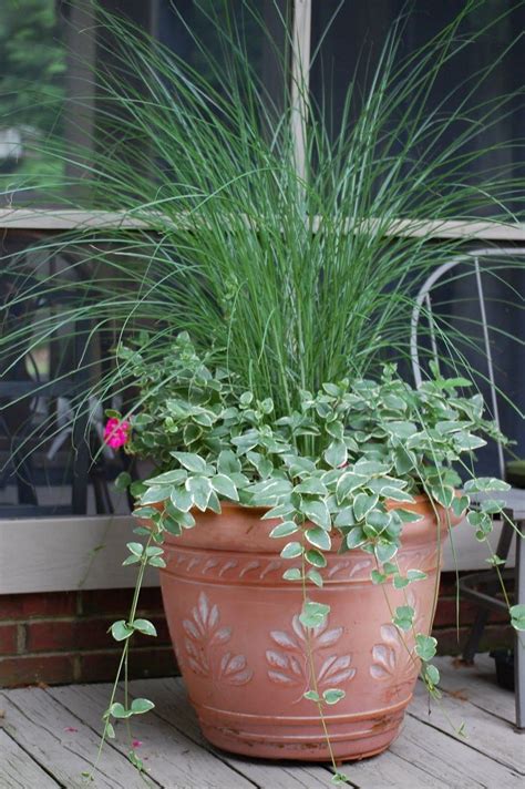 grass plants for pots