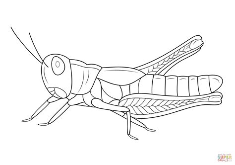 grasshopper coloring pages