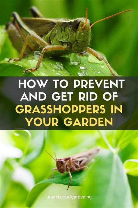 grasshopper control