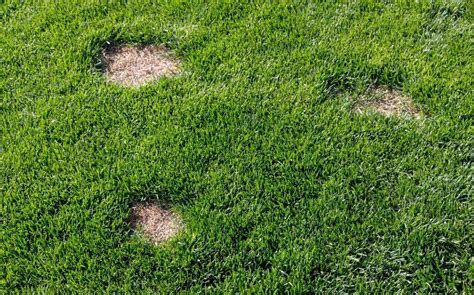 grassy lawn patch