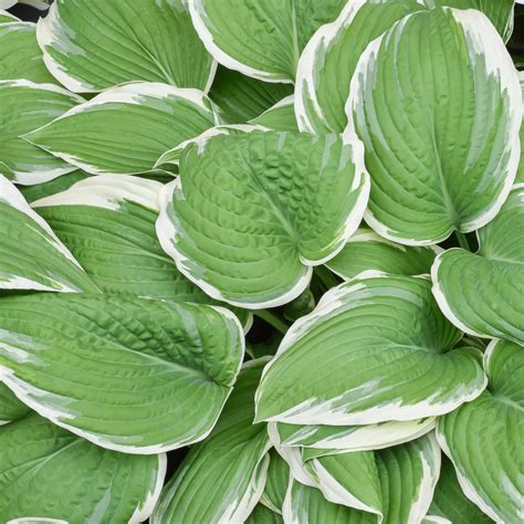green and white hosta