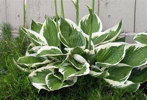 green and white hostas