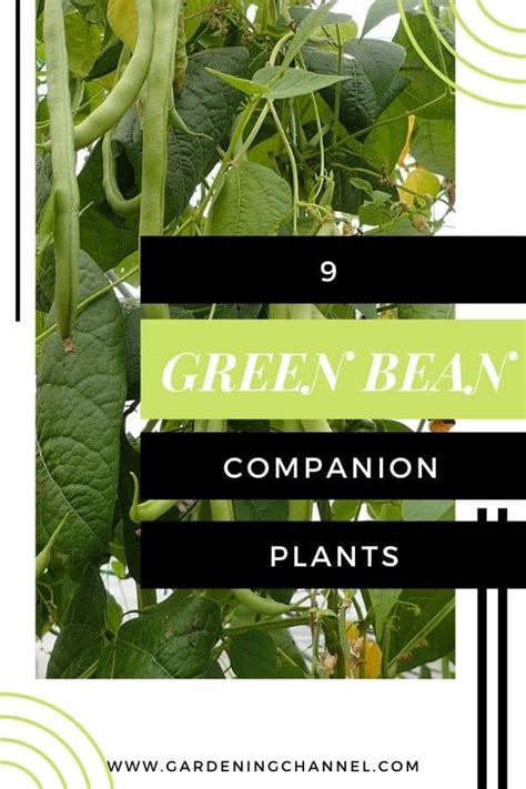 green bean companion plants