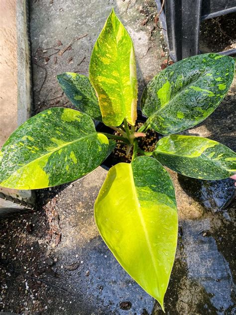 green congo philodendron