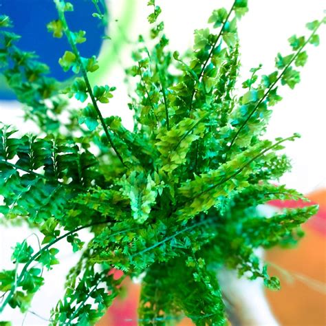 green fantasy fern