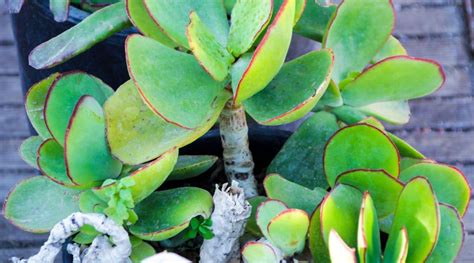 green flat leaf succulent