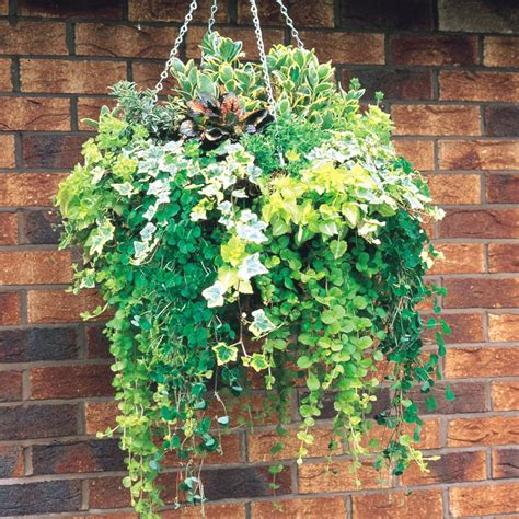 green foliage for hanging baskets