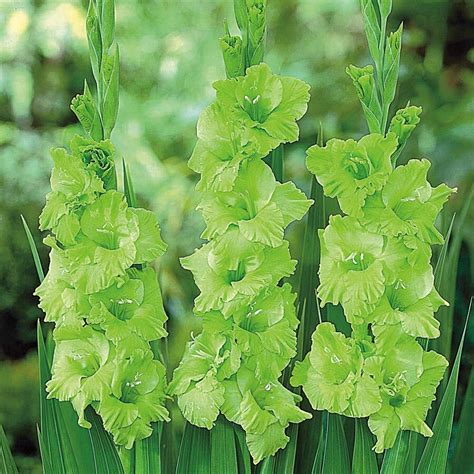 green gladiolus bulbs