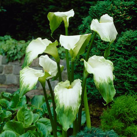 green goddess calla lily
