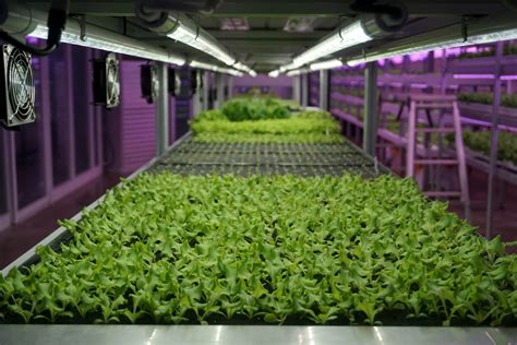green grow light