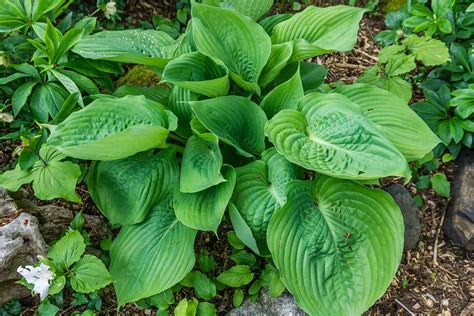 green hosta