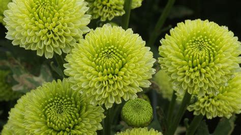 green mum
