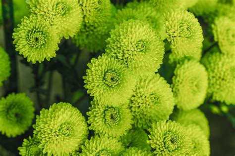 green mums flowers