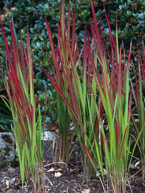 green ornamental grass with red tips