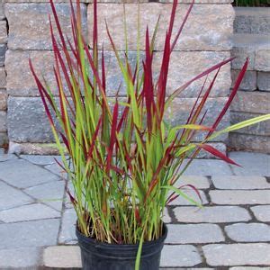 green ornamental grass with red tips