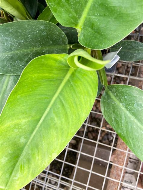 green philodendron