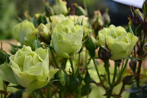 green rose bushes