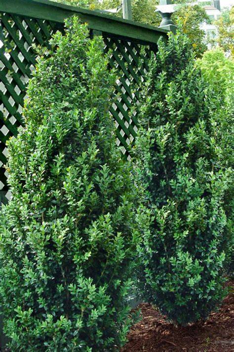 green tower boxwood