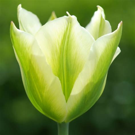 green tulips