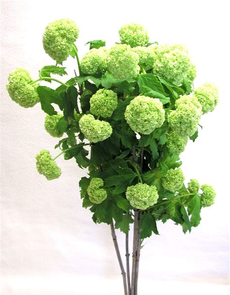 green viburnum